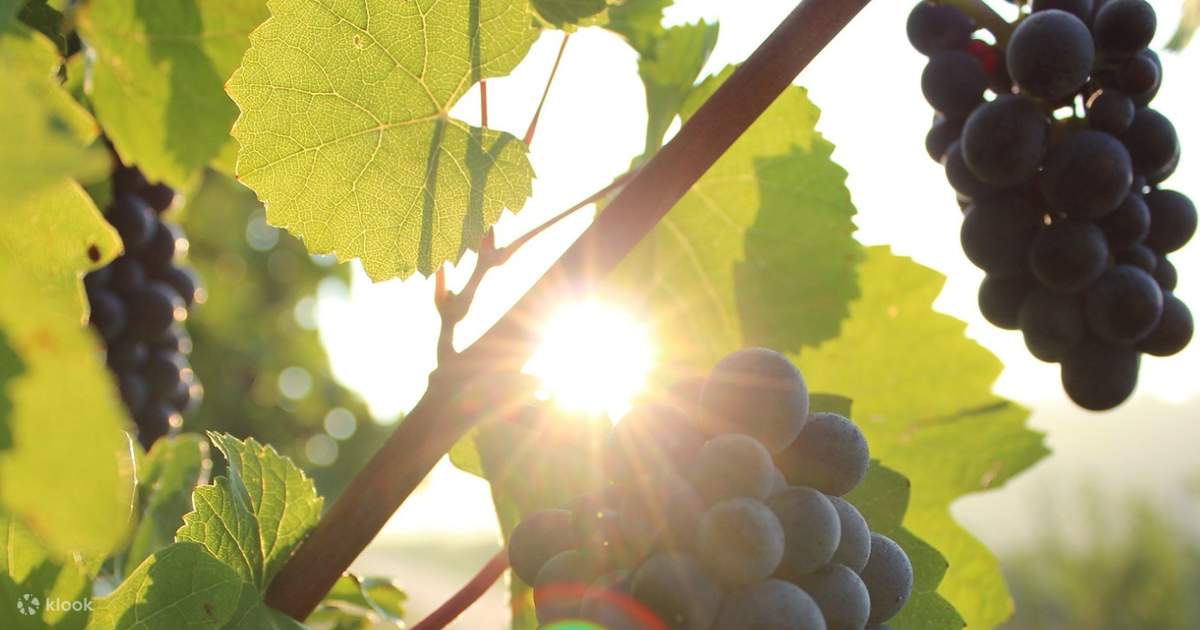 Grover Zampa Vineyards Winemaking Experience in Bangalore, India Klook